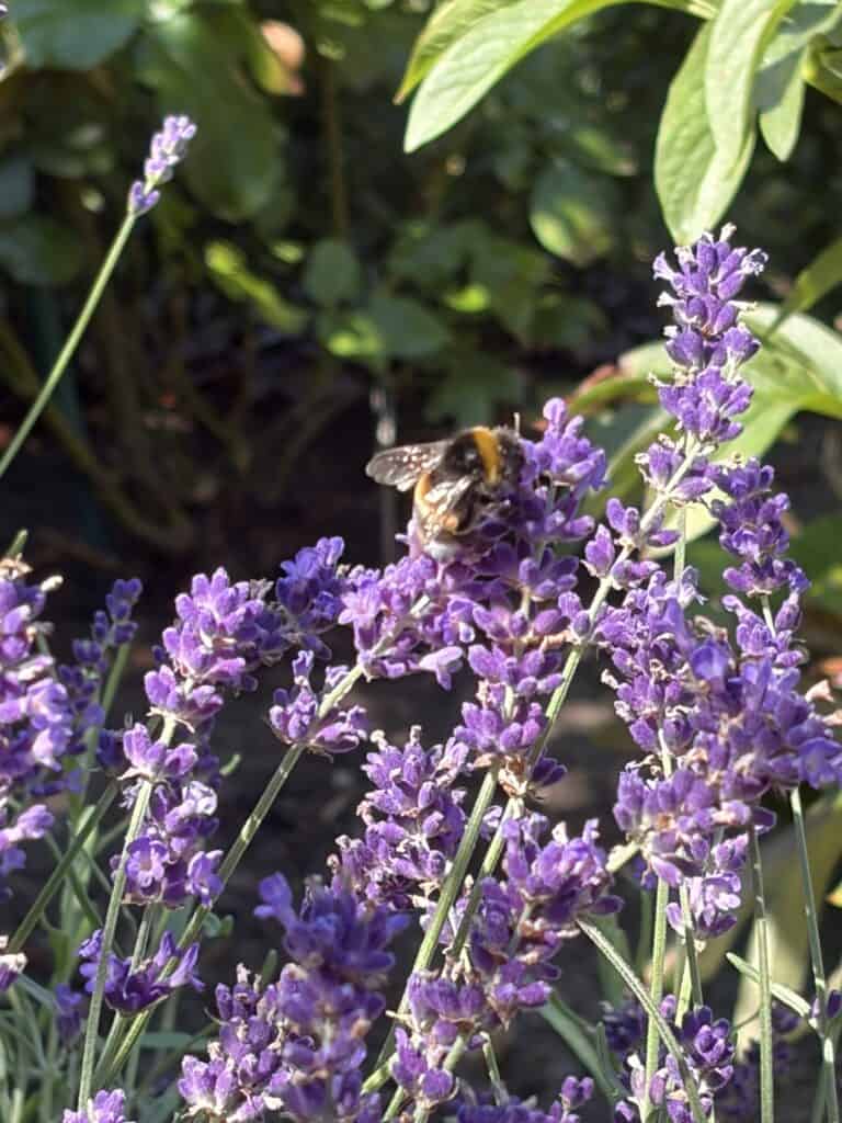 Biene sammelt Nektar auf Lavendelblüten im Garten.